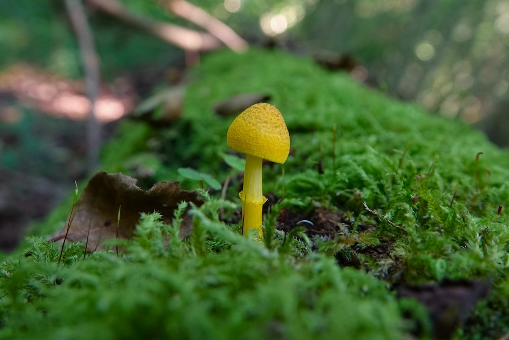 Pluteus fenzlii – grzyb znany prawie wyłącznie z terenu Puszczy Białowieskiej. 