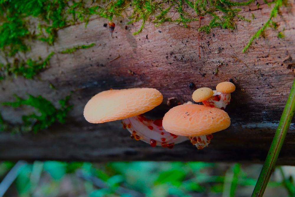 Żyłkowiec różowawy (Rhodotus palmatus) – grzyb występujący wyłącznie w lasach o charakterze naturalnym i podlegający w Polsce ścisłej ochronie gatunkowej. 